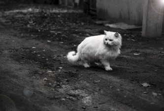 cat
